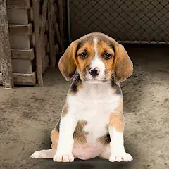 Взломанная My Pet Animal Shelter World  [МОД Все открыто] - полная версия apk на Андроид